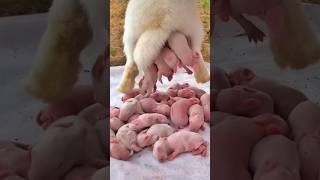 Rabbit Growth  Baby Animals 1 To 16 Days [upl. by Ssitnerp]