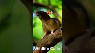 Mouse Sound Effects ytshorts rat wildlifecalls [upl. by Moht]