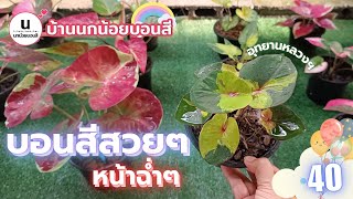 EP40  บอนสีสวยๆ หน้าฉ่ำๆ สยามนฤมิตร อุทยานหลวง เทพสุธาบอนสีโบราณ บ้านนกน้อยบอนสี โทร0653325515 [upl. by Ayikat437]