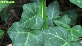 ⟹ English ivy  Hedera helix  Invasive Species [upl. by Lairret]