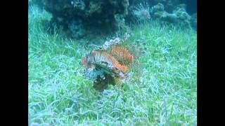 Lionfish Fight for Dominance [upl. by Tyrone]