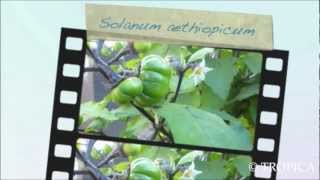 Solanum aethiopicum 13227 [upl. by Maillliw]