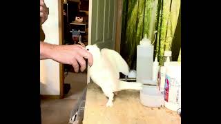 Handfeeding Domestic Pigeons [upl. by Latea382]