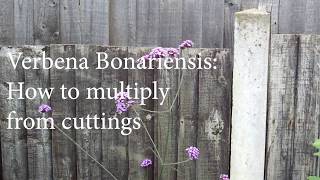 Verbena Bonariensis  How to Multiply From Cuttings [upl. by Gauthier189]