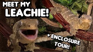 Meet My ANGRIEST Reptile  Rin the Leachianus Gecko [upl. by Greenwald722]