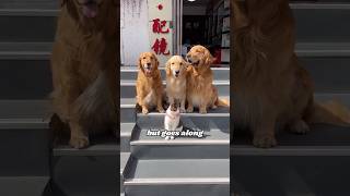 Three golden retrievers and a stray cat animals heartwarmingpets animallover [upl. by Jenkel701]