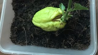 HOW TO GROW CHAYOTE  SAYOTE SHORT [upl. by Itnaihc]