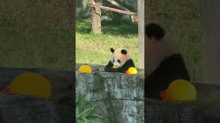 Panda 🐼 playing combopanda gamereview pandaplaying [upl. by Appolonia]