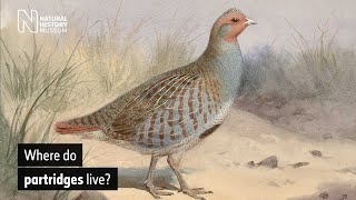 Where do partridges live  Natural History Museum [upl. by Xever174]