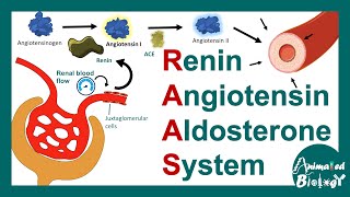 Renin Angiotensin Aldosterone System  RAAS pathway  Function of RAAS pathway [upl. by Ynamreg]