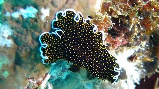 Facts The GoldDotted Flatworm [upl. by Hayashi]