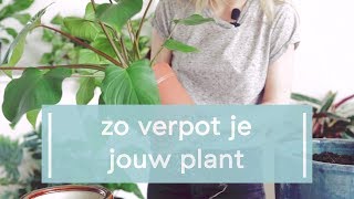 Zo verpot je jouw plant [upl. by Ayocat]