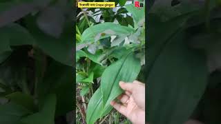 Insulin plantইনচুলিন গছ আৰু যমলাখুটি ৷ assam healthyeating [upl. by Hickey]