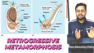 Retrogressive metamorphosis in urochordatesHerdmaniaBscDr AR Lone [upl. by Dorie]