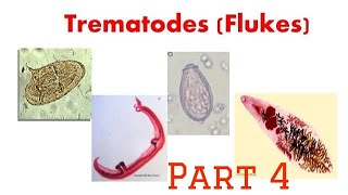 Trematodes Fasciolopsis microbiology git [upl. by Wymore]