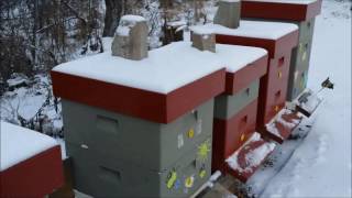 Wintering Honey Bees in Polystyrene Hives [upl. by Arella248]