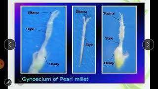 Practical 23 Flower Biology Emasculation and Hybridization in Bajra [upl. by Amis873]