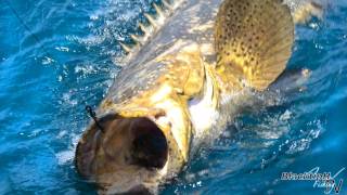 Goliath Grouper Fishing [upl. by Emyaj]