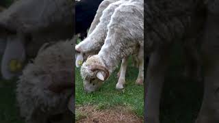 Sheep Eating Grass shorts [upl. by Hannover]