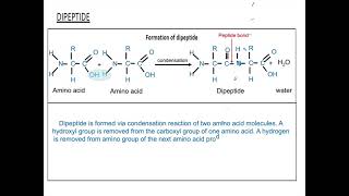 142 Dipeptide [upl. by Alag]