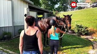 How Stallions Breed First Time at Horse Stable Educational Video [upl. by Fiedling]