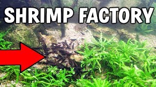 SHRIMP BREEDING FACTORY  How To Breed Freshwater Shrimp [upl. by Idham182]