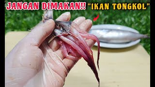 AWAS Bahaya Ikan Tongkol [upl. by Everick782]