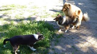 VDH Shelties vom Ponyhügel Liebesspielchen Galeno und Jody [upl. by Oesile161]