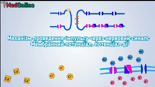 Механізм Проведення Імпульсу Через Нервовий Синапс [upl. by Nomra]