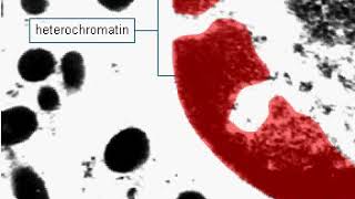 Euchromatin and heterochromatin [upl. by Nikolai]