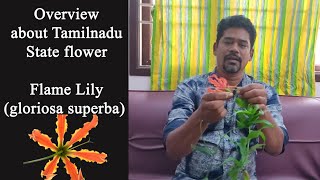 நம் மாநில மலர் எது என்று உங்களுக்கு தெரியுமா  Overview about Tamilnadu state flower Flame Lily [upl. by Rozalin]