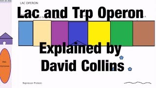 Lac and Trp operon [upl. by Lorianna]