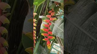 how to grow beautiful heliconia flower short shortvideo [upl. by Ed]