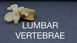 LUMBAR VERTEBRAE [upl. by Tnert]