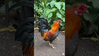 Rooster Sounds 🐓 [upl. by Lyckman]