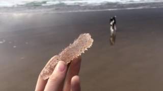 Pyrosomes on the Oregon Coast [upl. by Nilya]