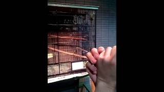 Parakeet Improvisation  Primos Pheasant Call [upl. by Udelle946]