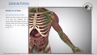 Punto 3 de pulmón Aprende acupuntura en un minuto [upl. by Beniamino]