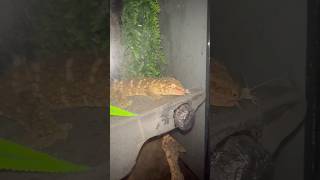 Leachie gecko hunting on his own Fiji is growing up🦎 shorts reptilesreptilekeeperlizardlife [upl. by Amocat]