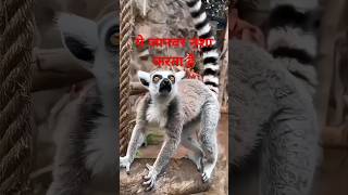 लीमूर चौंका देने वाली उनकी आदत  short fact lemur [upl. by Anaele]