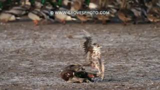 Prairie Falcon takes out a drake mallard [upl. by Marras]