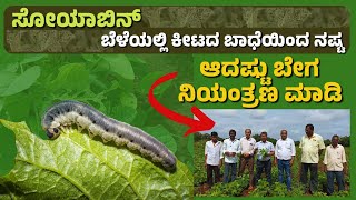 Major Pest in Soyabean  How to Control   ಸೋಯಾಬೀನ್ ಬೆಳೆಯಲ್ಲಿ ಅಧಿಕ ನಷ್ಟ ಮಾಡುವ ಕೀಟ ಹತೋಟಿ ಹೇಗೆ [upl. by Adnilre]