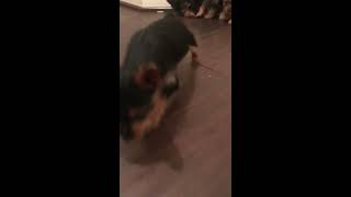 Teacup Yorkie Puppies  7 Weeks [upl. by Isus]