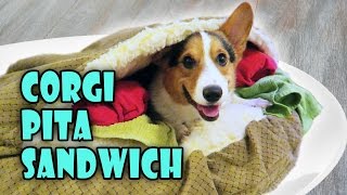 SUPER CUTE CORGI PITA SANDWICH  Dog Bed  Life After College Ep 468 [upl. by Tsiuqram416]