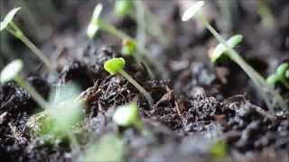 Thyme seedling timelapse [upl. by Janela]