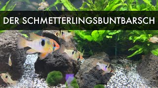 Der Schmetterlingsbuntbarsch  Mikrogeophagus ramirezi [upl. by Krissie]