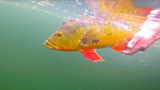 Clear Water Peacock Bass Fishing  Miami Florida [upl. by Salsbury]