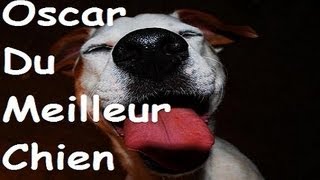 chien marrant  OSCAR DU MEILLEUR CHIEN [upl. by Oribelle]