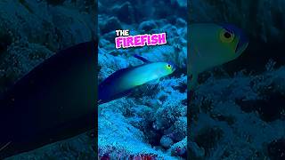 The Firefish 🔥🐟 firefish cuteanimals cute ocean sea fish nature fy fyp foryoupage [upl. by Pesek]