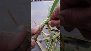 How dracaena marginata ready new plant with stem cutting viral youtubeshort garden [upl. by Ferrand]